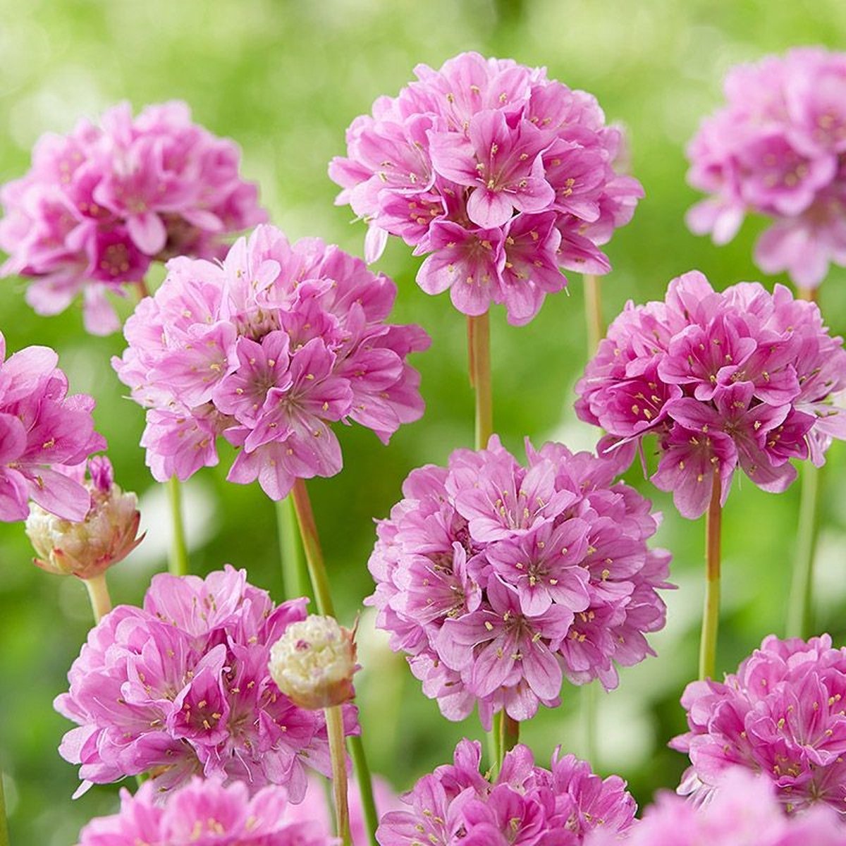 12 x Armeria pseudarmeria 'Ballerina Purple Rose' - Engels Gras - Wintergroene Vaste Plant in 9x9 pot met hoogte 0-10cm