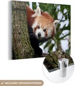 MuchoWow® Glasschilderij 40x30 cm - Schilderij acrylglas - Rode Panda - Bladeren - Boom - Foto op glas - Schilderijen