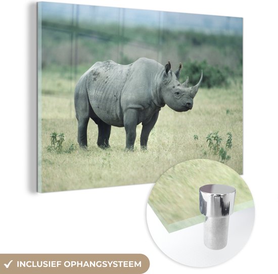 MuchoWow® Glasschilderij 60x40 cm - Schilderij acrylglas - Neushoorn - Afrika - Veld - Foto op glas - Schilderijen