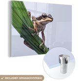 MuchoWow® Peinture sur verre 60x40 cm - Peinture sur verre acrylique - Grenouille - Feuille de palmier - Photo sur verre - Peintures