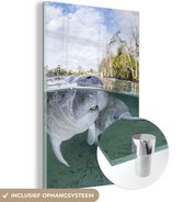MuchoWow® Peinture sur verre 60x90 cm - Peinture sur verre acrylique - Deux grands dugongs nageant dans des eaux peu profondes - Photo sur verre - Peintures