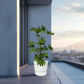 Vingerplant (Fatsia japonica) - 110cm