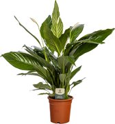 Plantenboetiek.nl | Spathiphyllum 'Sweet Lauretta' ASP - Kamerplant - Hoogte 75cm - Potmaat 19cm