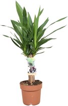 Plantenboetiek.nl | Yucca Elephantipes - Ø17cm - 60cm hoog - Kamerplant - Groenblijvend