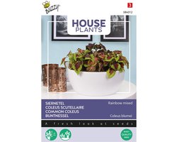 Buzzy® House Plants Coleus, Siernetel Rainbow mix