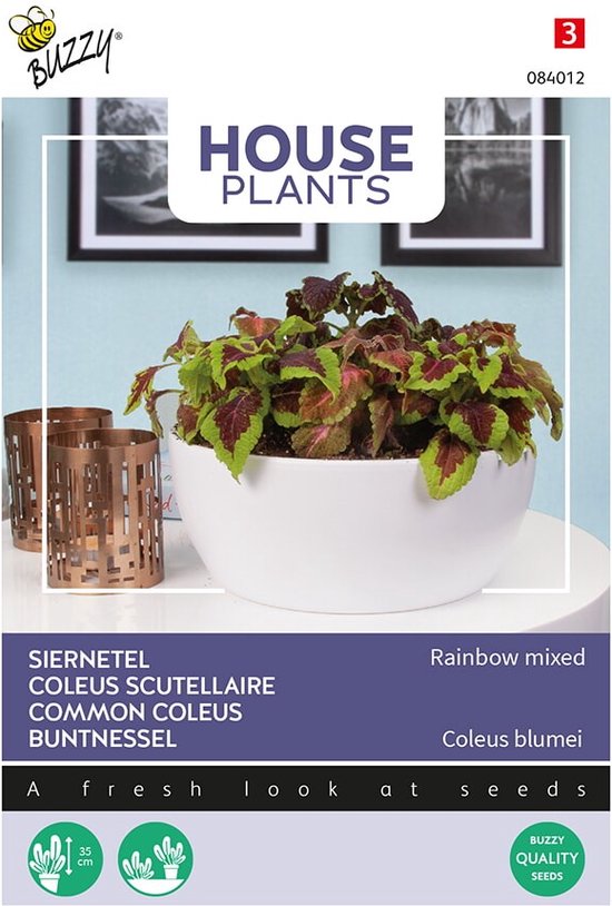 Buzzy® House Plants Coleus, Siernetel Rainbow Mix - Kleurrijke kamerplant voor een levendig interieur