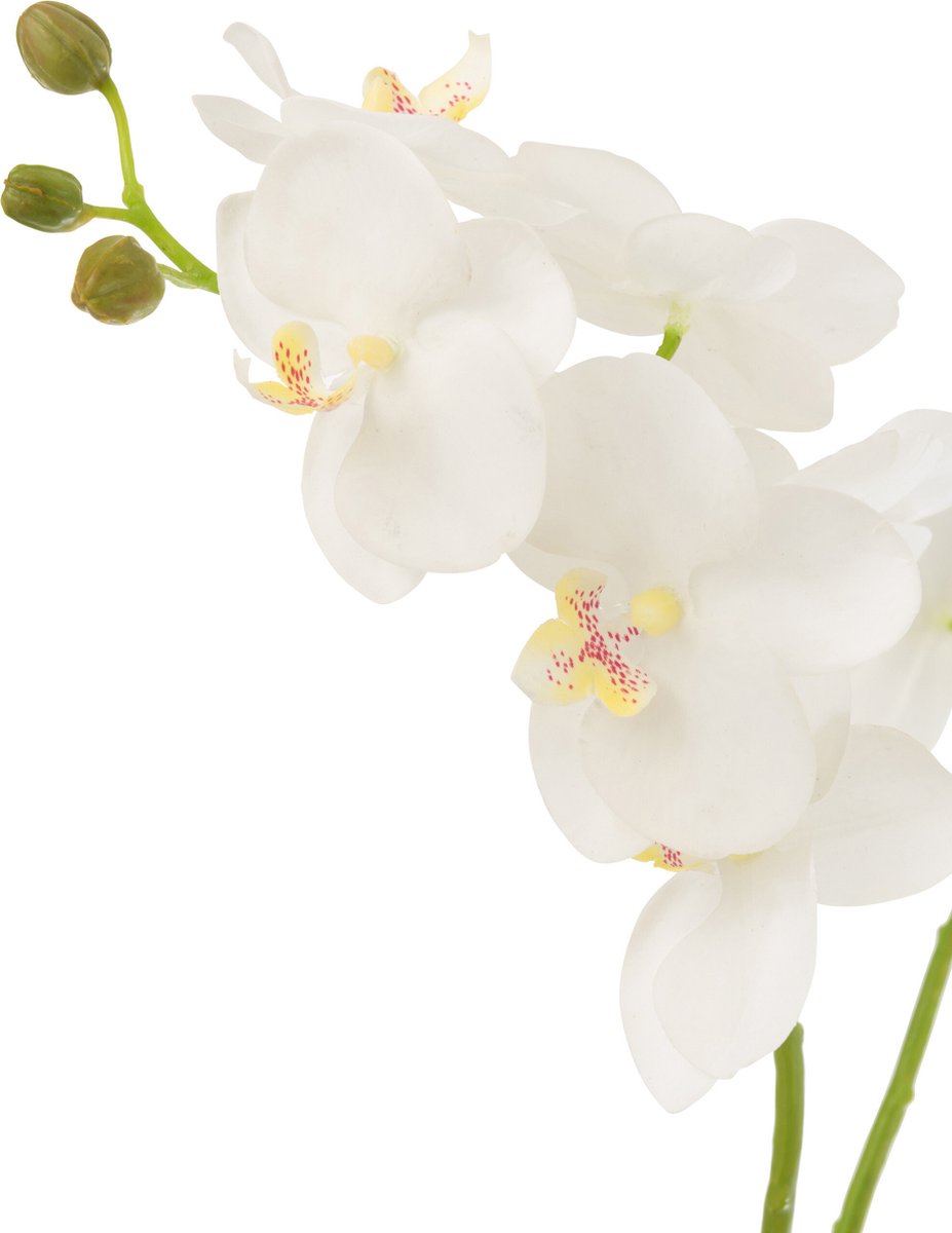 J-Line plant Orchidee In Aarde - kunststof - wit/groen - medium