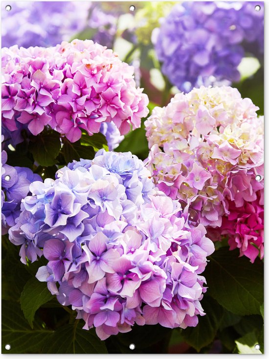 Tuinposter - Tuindoek - Tuinposters buiten - Bloemen - Hortensia - Roze - Bladeren - Zon - 90x120 cm - Tuin