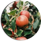 WallClassics - Dibond Muurcirkel - Appels in de Boom - 20x20 cm Foto op Aluminium Muurcirkel (met ophangsysteem)