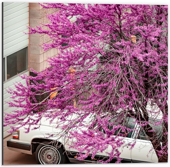 WallClassics - Dibond - Roze Bloesemboom boven Witte Auto - 50x50 cm Foto op Aluminium (Met Ophangsysteem)