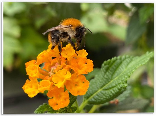 WallClassics - Plaque Mousse PVC - Abeille sur Fleurs Jaunes - Photo 40x30 cm sur Plaque Mousse PVC (Avec Système d'accrochage)