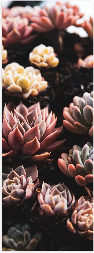 WallClassics - Poster (Mat) - Groepje Vetplanten in Verschillende Kleuren - 20x60 cm Foto op Posterpapier met een Matte look