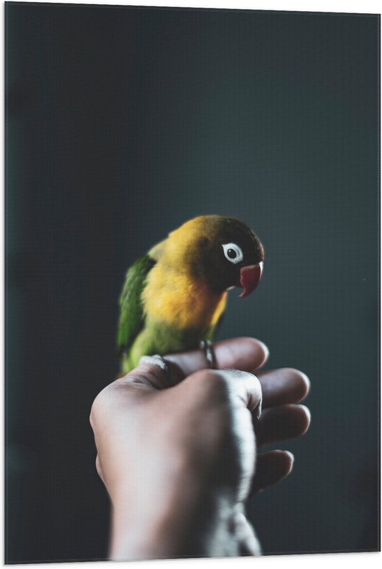 WallClassics - Vlag - Vogel op Hand - Zwartmaskeragapornis - 60x90 cm Foto op Polyester Vlag