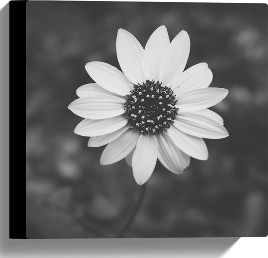 WallClassics - Canvas - Bovenaanzicht van Lichte Bloem (zwart/ wit) - 30x30 cm Foto op Canvas Schilderij (Wanddecoratie op Canvas)