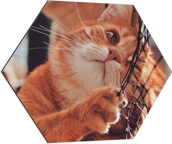 Dibond Hexagon - Nieuwsgierige Ginger Kat in Net - 70x60.9 cm Foto op Hexagon (Met Ophangsysteem)