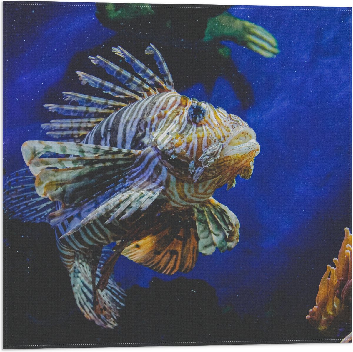 Vlag - Koraalduivel Vis tussen het Koraal in Blauwgekleurd Aquarium - 50x50 cm Foto op Polyester Vlag