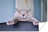 Angstige kat poster papier 60x40 cm - Foto print op Poster (wanddecoratie woonkamer / slaapkamer) / Huisdieren Poster