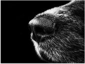 WallClassics - Poster Glanzend – Honden Snuit Zwart met Wit - 40x30 cm Foto op Posterpapier met Glanzende Afwerking