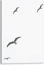 Dibond - Vier Meeuwen Vliegend in de Lucht - 40x60 cm Foto op Aluminium (Met Ophangsysteem)
