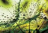 Fotobehang - Vlies Behang - Close-up van Paardenbloemen met Waterdruppels op een Groene Achtergrond - 152,5 x 104 cm