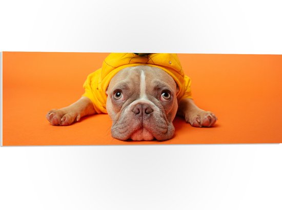 WallClassics - PVC Schuimplaat - Hond met Ananas Pak bij een Oranje Achtergrond - 90x30 cm Foto op PVC Schuimplaat (Met Ophangsysteem)