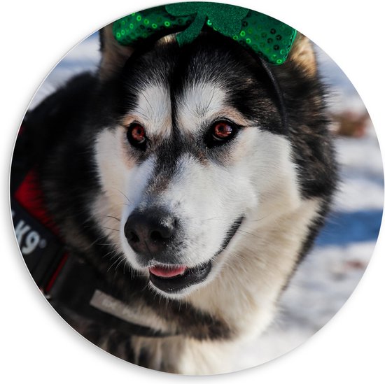 WallClassics - PVC Schuimplaat Muurcirkel - Hond met Strik op Haarband in de Sneeuw - Siberische Husky - 80x80 cm Foto op Muurcirkel (met ophangsysteem)