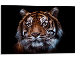 Dibond - Portret van Sumatraanse Tijger tegen Zwarte Achtergrond - 75x50 cm Foto op Aluminium (Met Ophangsysteem)