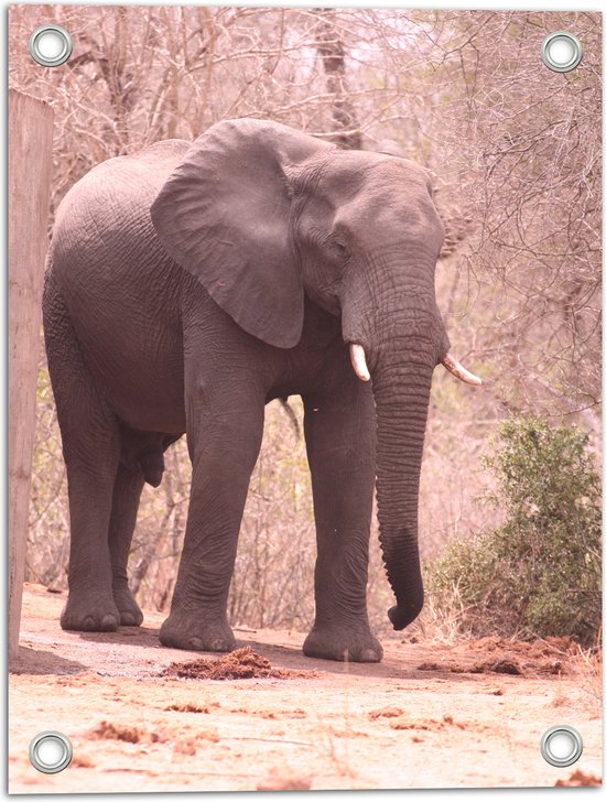 WallClassics - Tuinposter – Lopende Olifant op Bospad - 30x40 cm Foto op Tuinposter (wanddecoratie voor buiten en binnen)