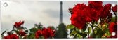 Tuinposter – Rode Rozenstruik voor Eiffeltoren in Parijs, Frankrijk - 60x20 cm Foto op Tuinposter (wanddecoratie voor buiten en binnen)
