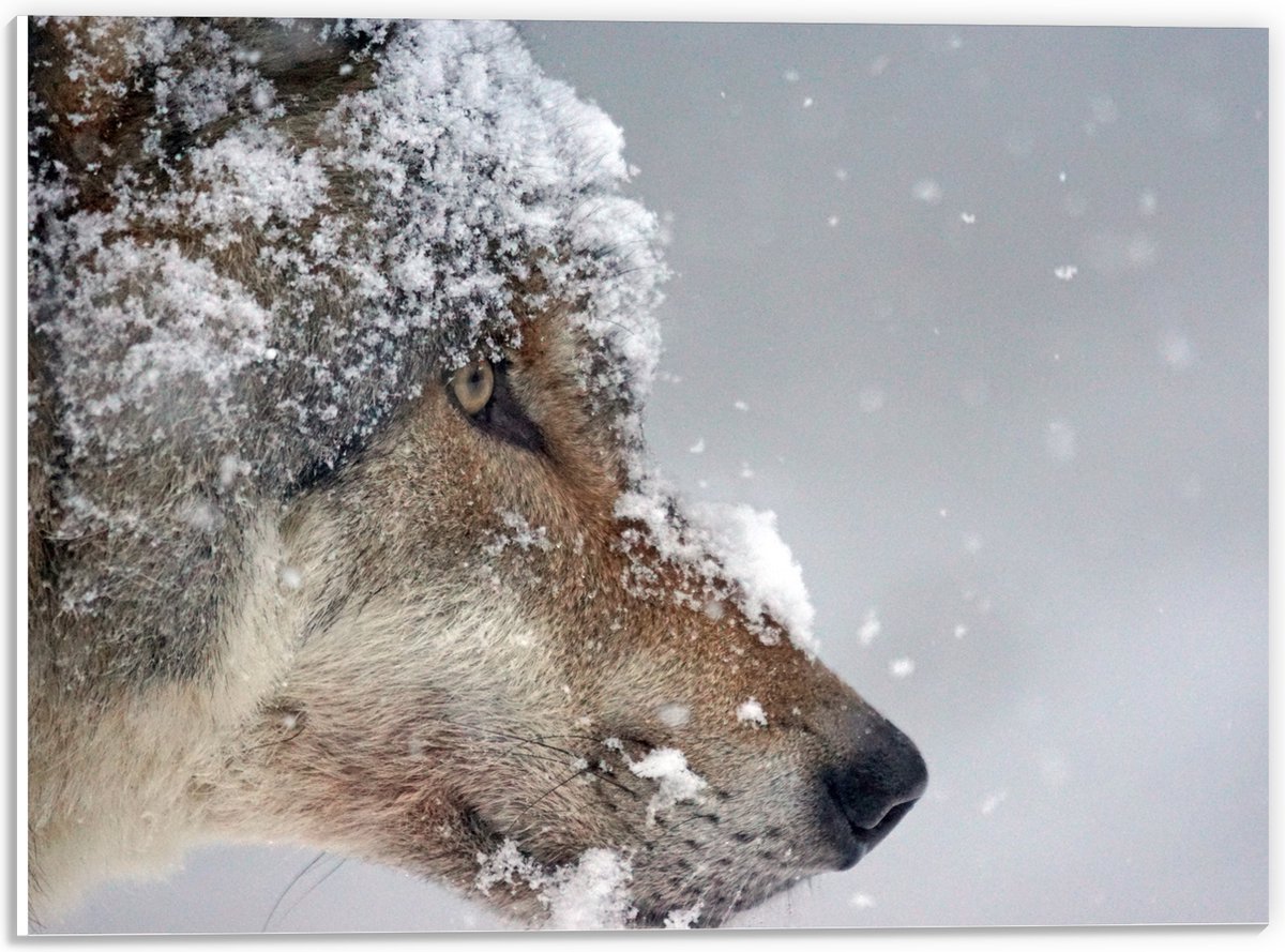 PVC Schuimplaat- Vlokken Sneeuw op Kop van Geconcentreerde Wolf - 40x30 cm Foto op PVC Sch
