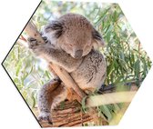 WallClassics - Dibond Hexagon - Schattige Koala aan een Tak - 50x43.5 cm Foto op Hexagon (Met Ophangsysteem)