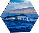 WallClassics - Dibond Hexagon - Walvisstaart boven het Wateroppervlak bij Berg - 40x34.8 cm Foto op Hexagon (Met Ophangsysteem)
