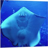 WallClassics - Drapeau - Raie de face - Photo 80 x 80 cm sur drapeau en polyester