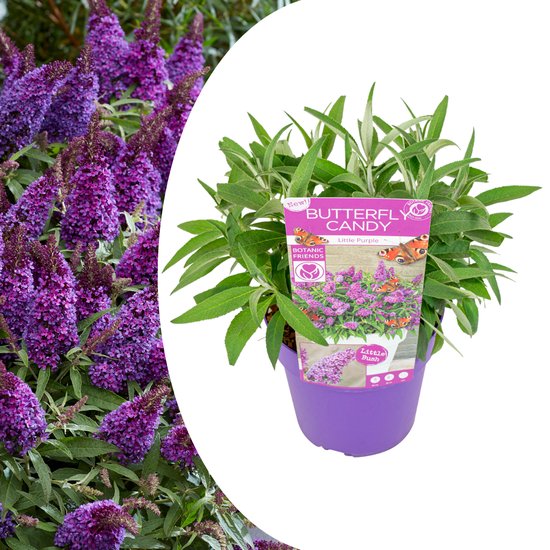 Plant in a Box - Buddleja Candy Little Purple - Buddleja davidii -  Vlinderstruik... | bol.com