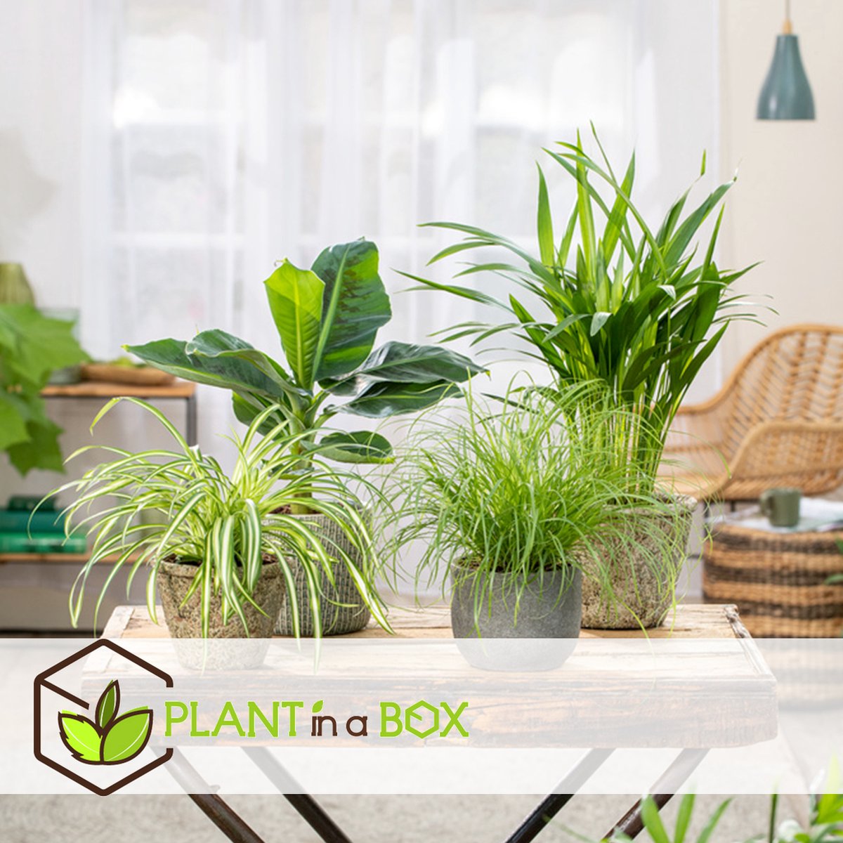 PLANT IN A BOX Mélange économique de 4 plantes d'intérieur