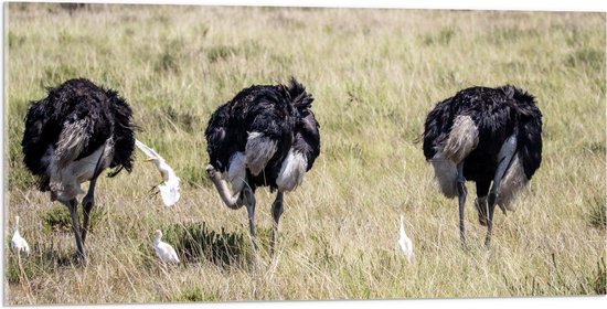 Acrylglas - Drie Struisvogels in Grasveld - 100x50 cm Foto op Acrylglas (Met Ophangsysteem)