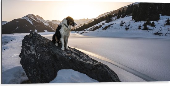 WallClassics - Dibond - Hond op een Rots in de Sneeuw tussen de Bergen - 100x50 cm Foto op Aluminium (Met Ophangsysteem)