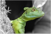 WallClassics - Poster (Matte) - Green Crown Basilisk - 60x40 cm Photo sur Papier Poster avec un aspect Mat