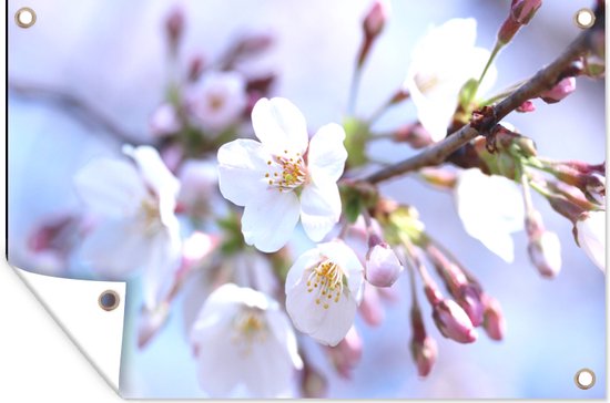 Tuindecoratie Bloemen - Sakura - Tak - 60x40 cm - Tuinposter - Tuindoek - Buitenposter