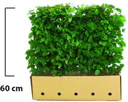 6 stuks | Haagbeuk Kant-en-klaar Hagen 60 cm Kant-en-klaar Hagen | Standplaats: Halfschaduw/Schaduw/Volle zon | Latijnse naam: Carpinus betulus