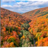 Dibond - Uitzicht van een Kleurrijk Bos in de Herfst - 80x80 cm Foto op Aluminium (Met Ophangsysteem)