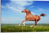 Dibond - Rood Arabisch Paard met Blauwe Lucht - 75x50 cm Foto op Aluminium (Wanddecoratie van metaal)
