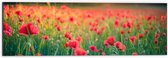 Dibond - Klaprozen in een Veld met Mooie Belichting achter de Bomen - 60x20 cm Foto op Aluminium (Met Ophangsysteem)