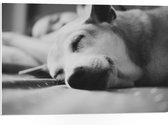 WallClassics - PVC Schuimplaat - Slapende Hond - Zwart Wit - 75x50 cm Foto op PVC Schuimplaat (Met Ophangsysteem)