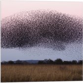 WallClassics - Vlag - Grote Zwerm Vogels in de Lucht - 50x50 cm Foto op Polyester Vlag