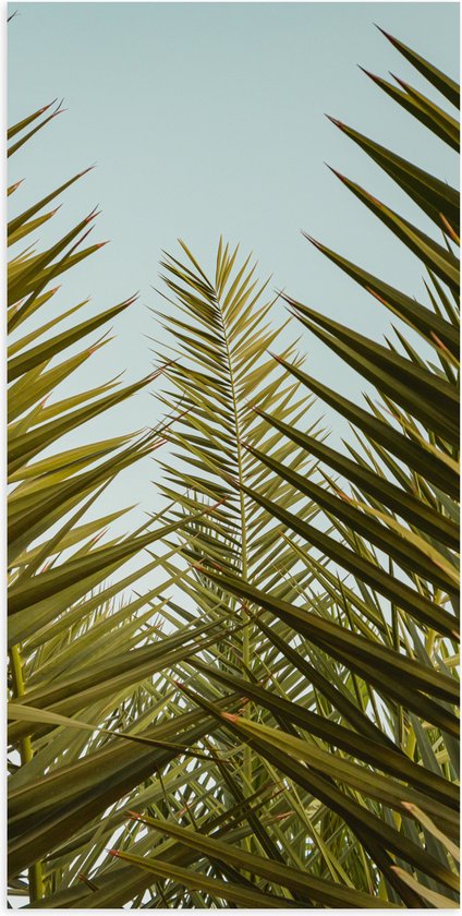 WallClassics - Poster (Mat) - Palmboom Planten met Blauwe Lucht - 50x100 cm Foto op Posterpapier met een Matte look