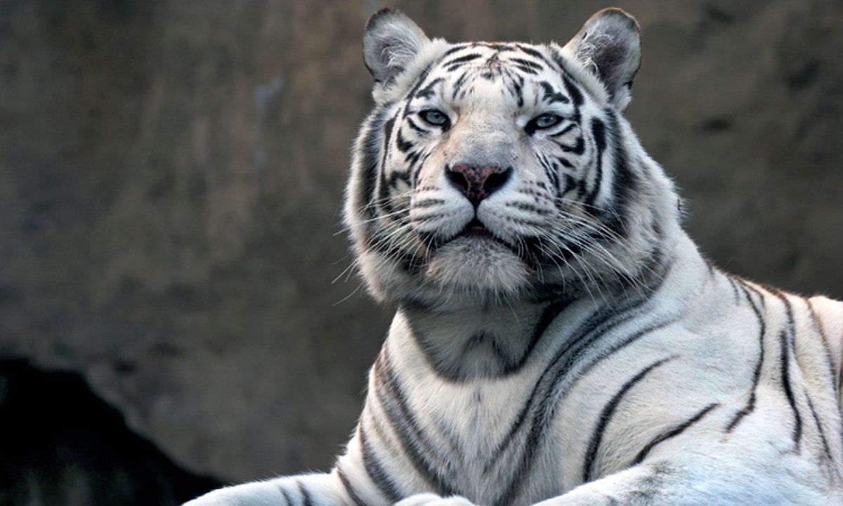 Fotobehang - Bengaalse tijger in dierentuin.