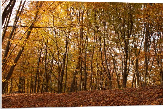 WallClassics - Panneau en mousse PVC - Feuilles vertes et brunes dans la forêt - Photo 90x60 cm sur panneau en mousse PVC (avec système d'accrochage)