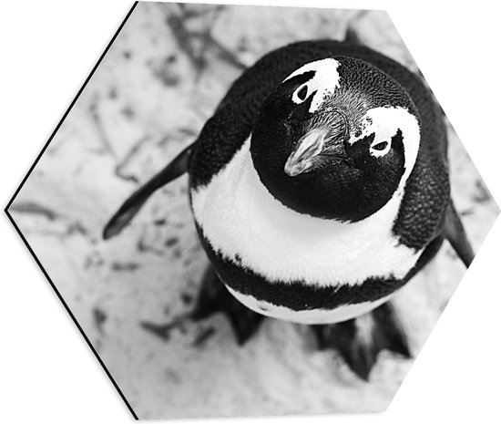 WallClassics - Dibond Hexagon - Pinguïn Kijkt naar boven - 50x43.5 cm Foto op Hexagon (Met Ophangsysteem)