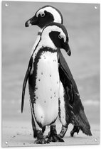 WallClassics - Poster de Jardin - Pingouins sur Glace Zwart - Wit - 60x80 cm Photo sur Poster de Jardin (décoration murale pour extérieur et intérieur)